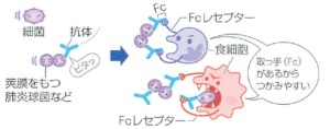 オプソニン化