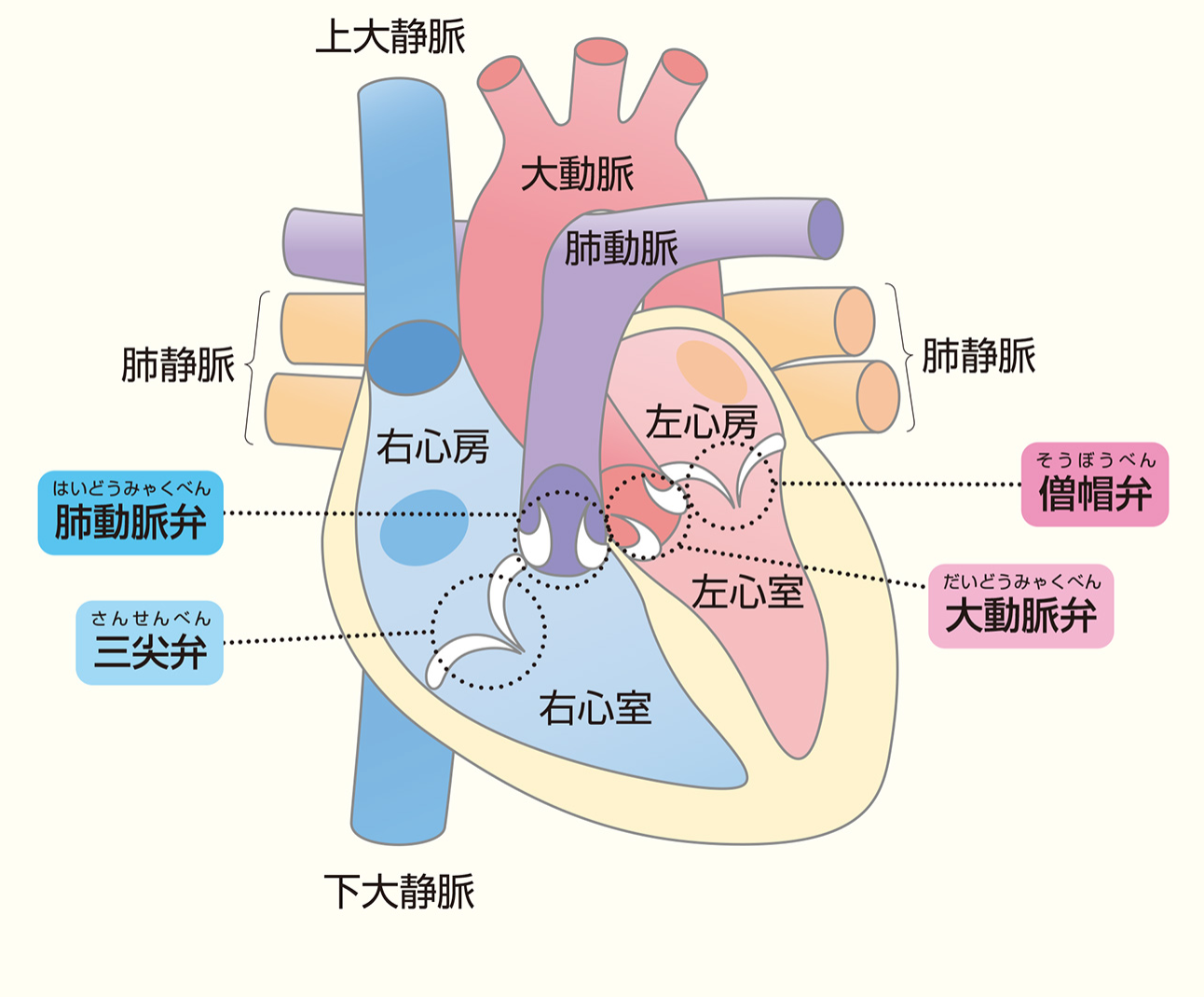 [循環器各論−11] 弁膜症-大動脈弁狭窄症-1 | 心臓血管外科 ️美容外科